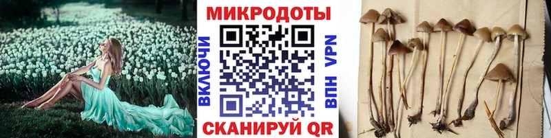 Псилоцибиновые грибы мицелий  кракен как зайти  Шелехов  купить наркотики сайты 